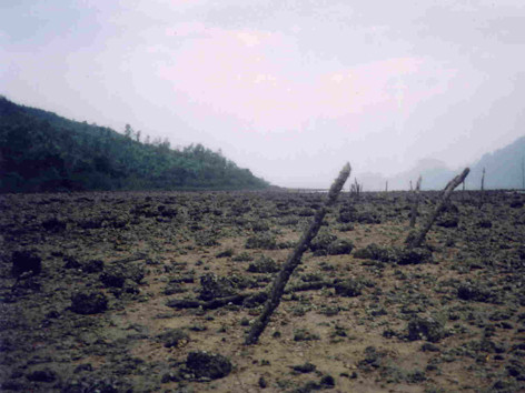 Bãi nuôi sứa trơ những cây cọc khi đàn sứa tràn ra biển