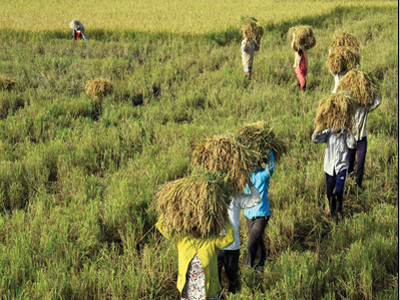 Nông dân ĐBSCL sản xuất lúa chủ yếu nhỏ lẻ, thủ công Ảnh: Duy Khương