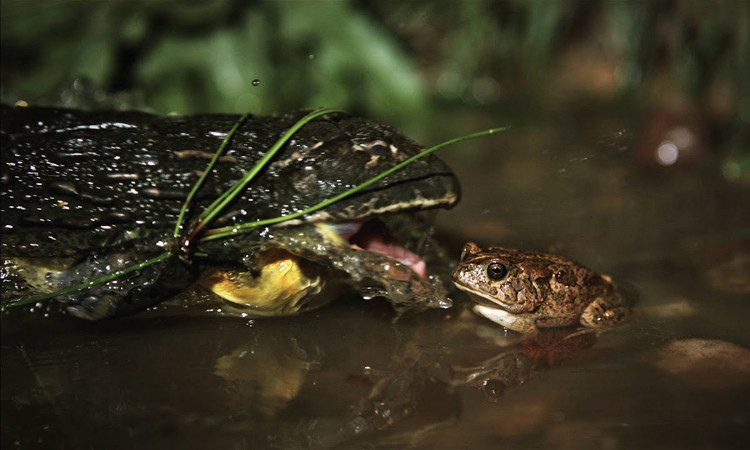 Chiêm ngưỡng 'quái vật' Gozilla của biển cả ảnh 7