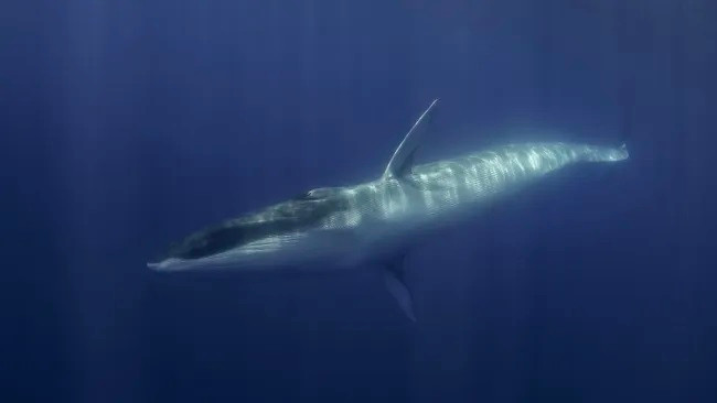 Cá voi vây (Balaenoptera physalus) là loài cá voi lớn thứ hai trên Trái đất sau cá voi xanh (Balaenoptera musculus). (Ảnh:Wildestanimal)