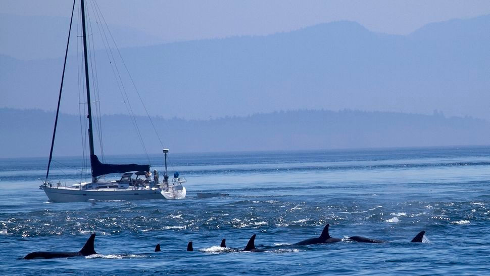 Cá voi sát thủ Iberia trước đây đã đánh chìm ít nhất 4 tàu thuyền. (Ảnh: Getty Images)