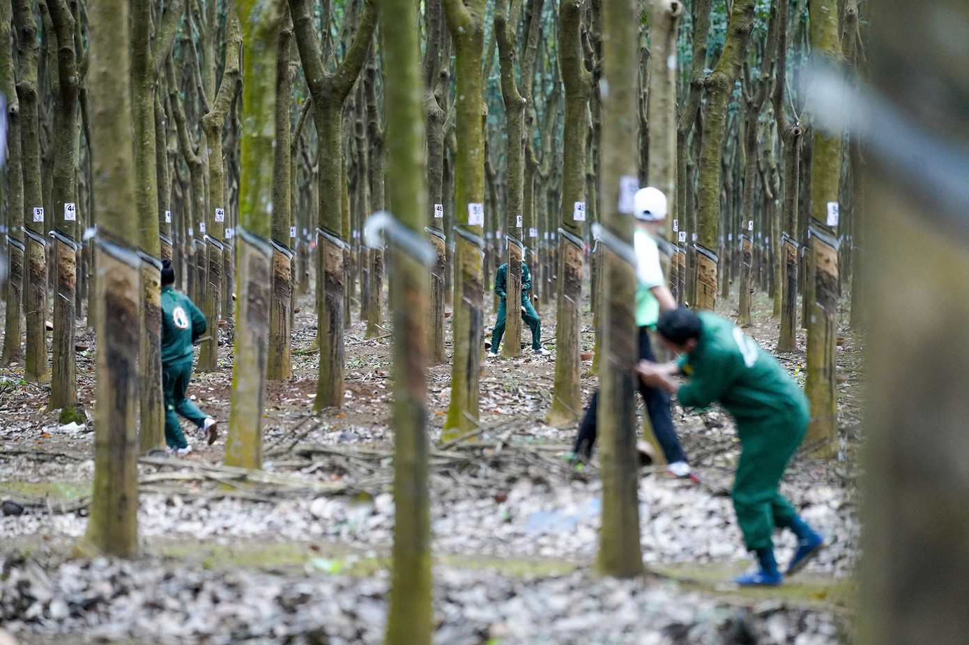 Ở phần thi thực hành, các thí sinh sẽ vận dụng lý thuyết để thu hoạch mủ cao su. Trong ảnh, công nhân tranh tài thu hoạch mủ cao su dưới sự giám sát chặt của giám thị. (ảnh: Phạm Nguyễn)