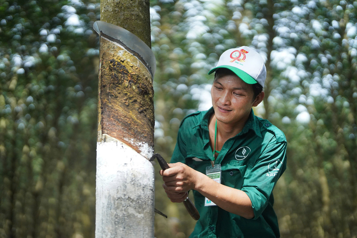 Số lượng và chất lượng mủ sẽ quyết định thành tích của các thí sinh sẽ quyết định đến kết quả, thành tích của bản thân và toàn đoàn. Ngoài các giải thưởng chính thức, số thí sinh đạt điểm tuyệt đối 100 sẽ được nhận danh hiệu Bàn tay vàng, đạt điểm số trên 96 điểm được tuyên dương Kiện tướng khai thác mủ. Toàn bộ thí sinh tham gia được trao chứng nhận thợ giỏi cấp ngành. (ảnh: Phạm Nguyễn)