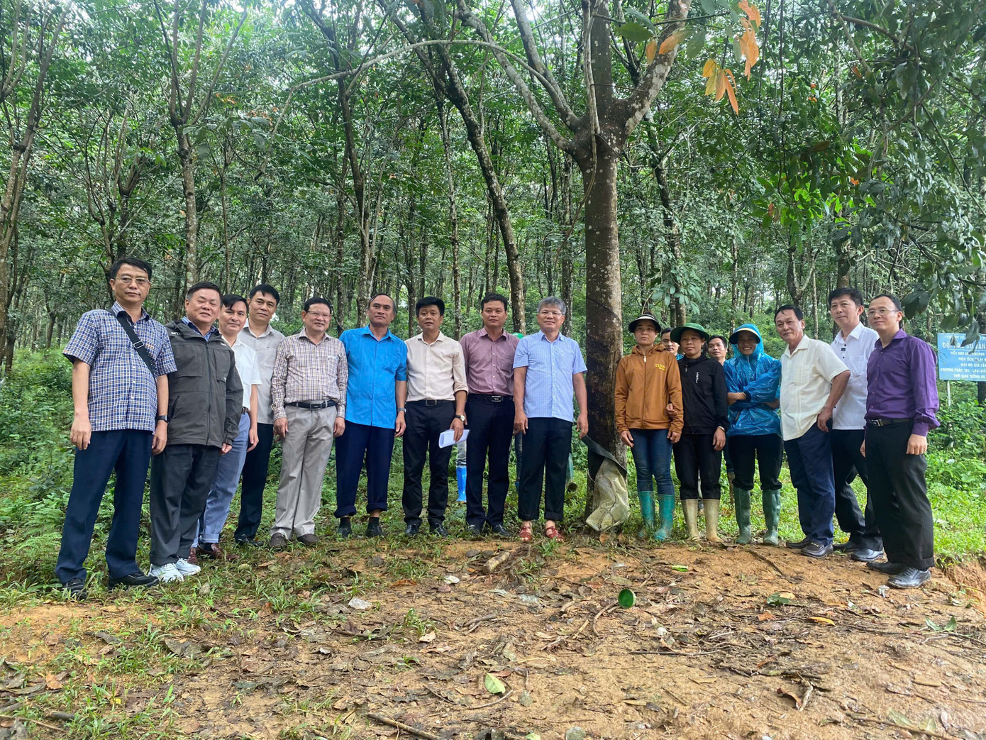 Đoàn công tác VRG thăm vườn cây ở Đội sản xuất Văn Chấn, Cao su Yên Bái ngày 17/9/2024