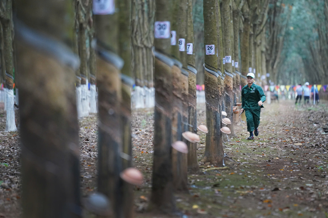 Công nhân tham gia thi phải trải qua kỳ tuyển chọn cấp cơ sở và luyện tập siêng năng trong thời gian dài nhưng vẫn tỏ ra áp lực khi chính thức bước vào kỳ thi. Trong ảnh một công nhân đang chạy đua với thời gian để hoàn thành bài thi cao 100 cây cao su trong 22 phút. (ảnh: Phạm Nguyễn)