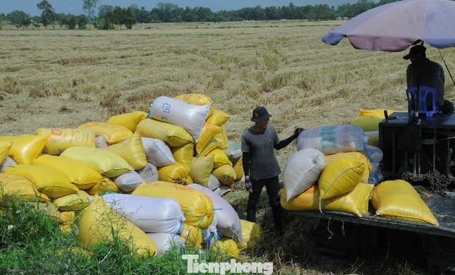 Thu hoạch lúa tại ĐBSCL.