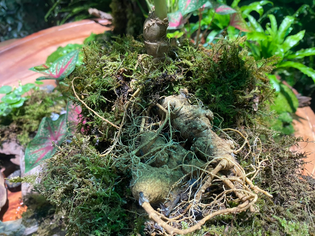 Sâm Ngọc Linh K5 hơn chục năm tuổi mới được chọn đưa đến lễ hội.