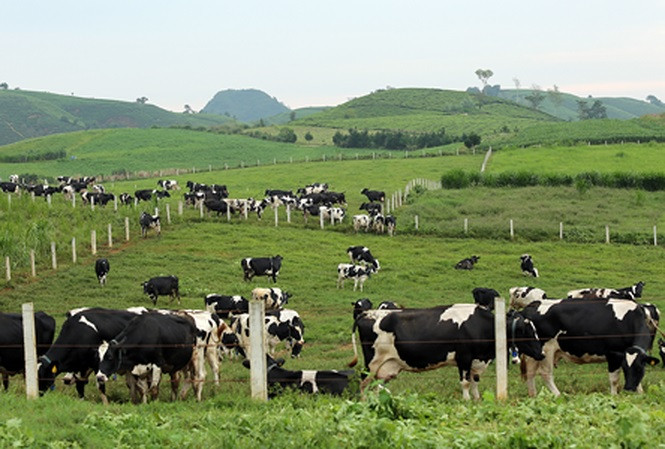 110 triệu cổ phiếu MCM của Công ty CP Giống bò sữa Mộc Châu sẽ được chuyển nhà. 110 triệu cổ phiếu MCM của Công ty CP Giống bò sữa Mộc Châu sẽ được chuyển nhà.