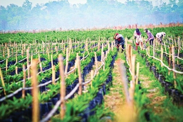 Sau khi bị hủy niêm yết, HAGL Agrico sẽ giao dịch trên sàn Upcom. Sau khi bị hủy niêm yết, HAGL Agrico sẽ giao dịch trên sàn Upcom.