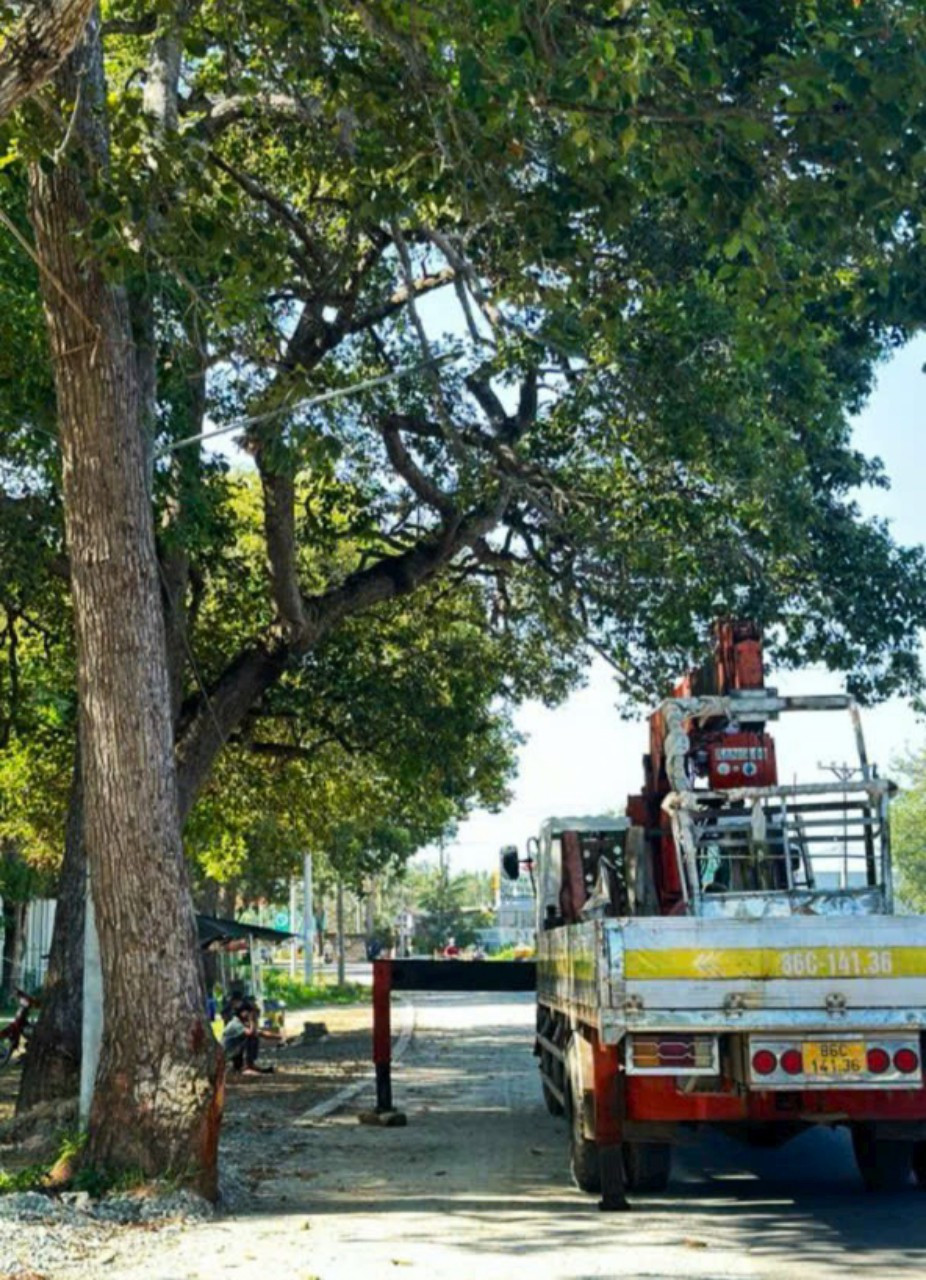 Gần chục cây dầu đã hơn 100 năm tuổi ở xã Tân Bình (thị xã La Gi, tỉnh Bình Thuận) trước khi bị đốn hạ. Ảnh: Kinh tế Đô thị.