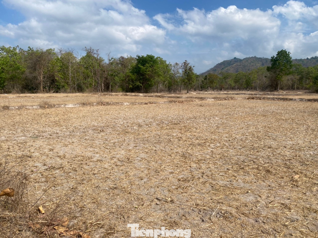 Không có nước tưới, nhiều cánh đồng ở Bình Thuận bỏ hoang, phủ một màu trắng xám.