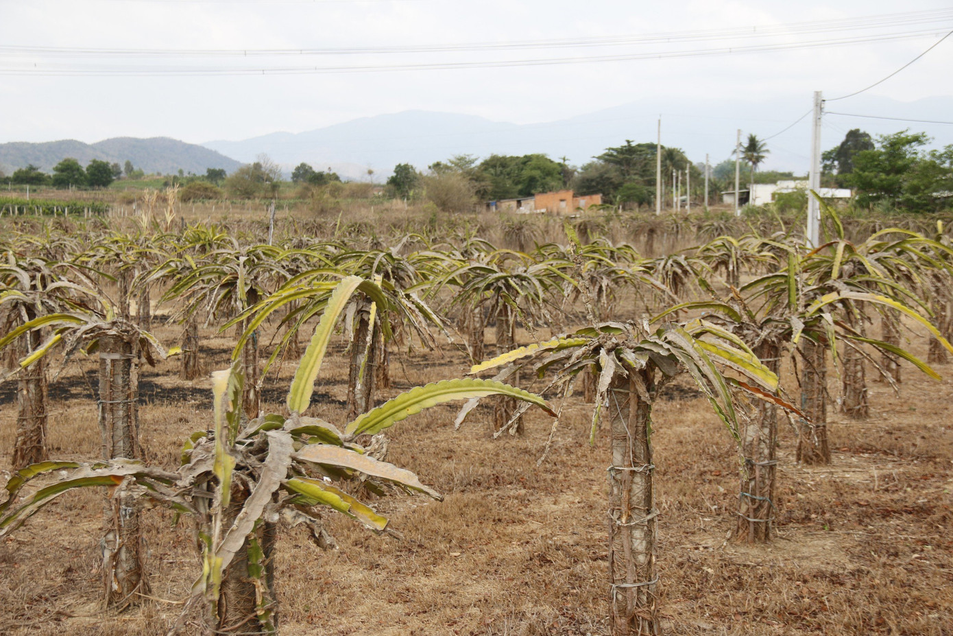 Các hồ thủy lợi khô nước, không đủ nguồn nước cung cấp cho việc tưới tiêu, nhiều vườn thanh long của bà con huyện Hàm Thuận Nam cháy khô, gây thiệt hại lớn đến kinh tế nông nghiệp của người dân.