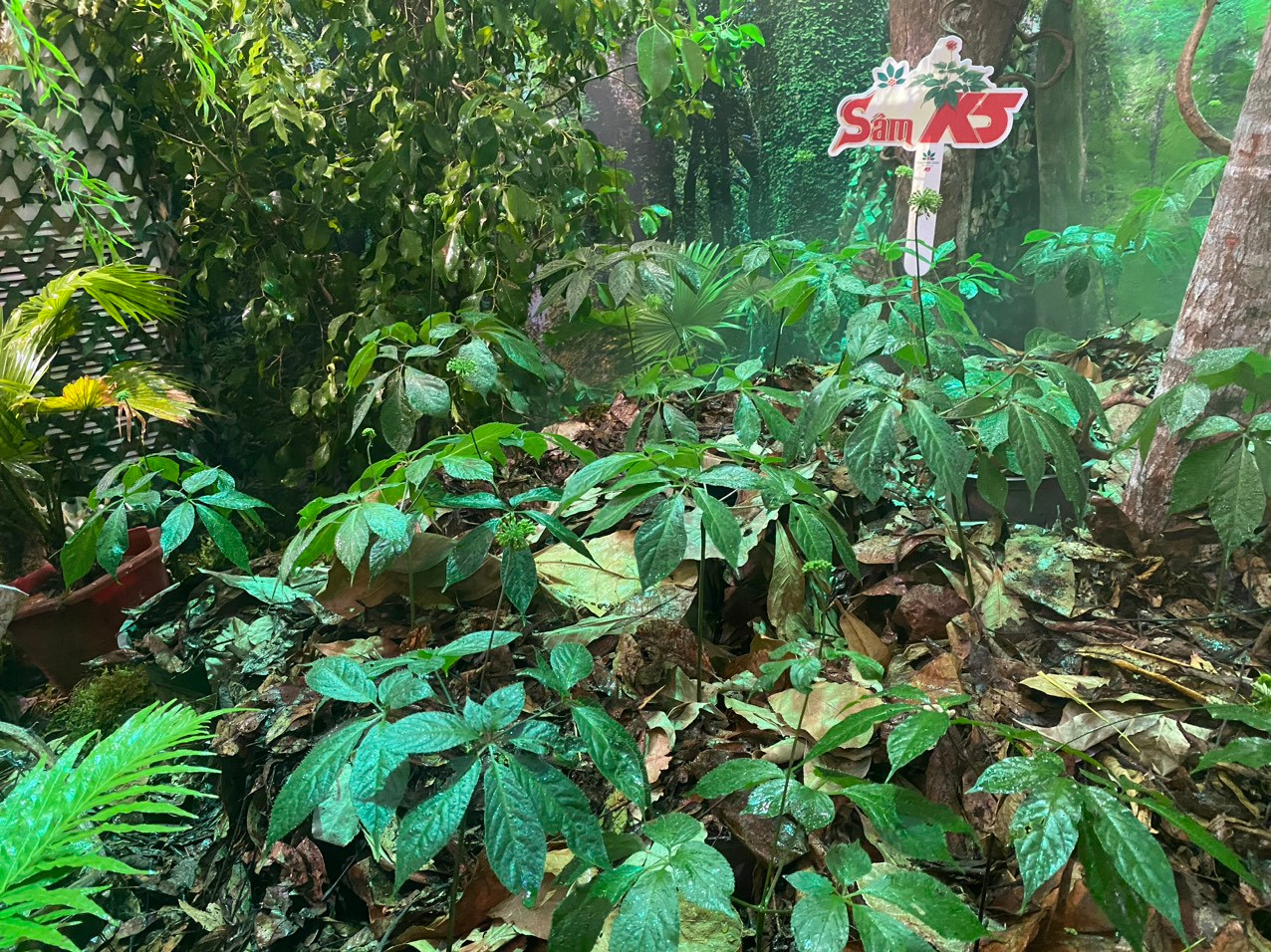 Rừng sâm K5 được tái hiện nguyên bản giữa lòng Sài Gòn.