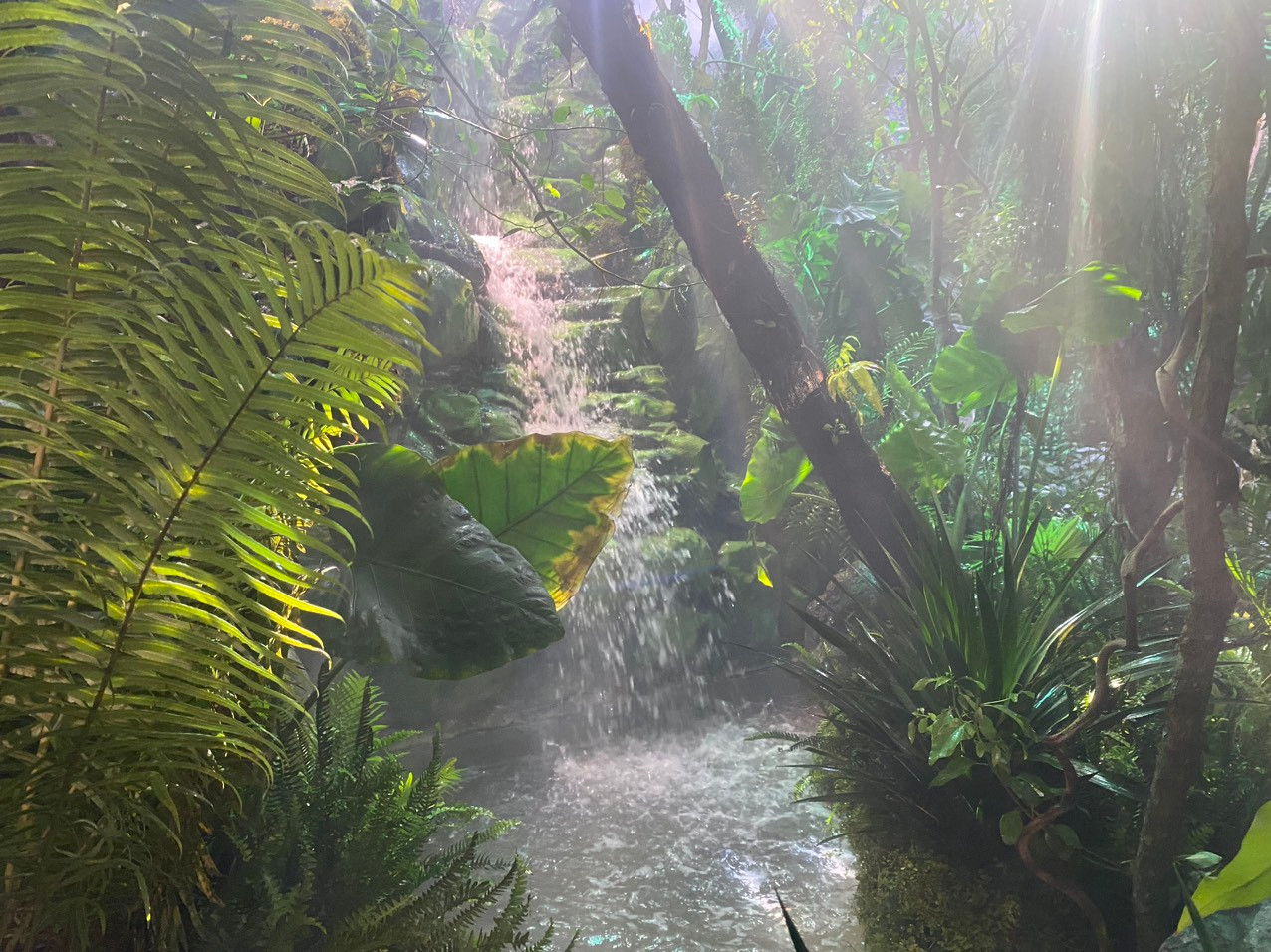 Rừng sâm Ngọc Linh K5 sẽ được tái hiện trong không gian tự nhiên gần như thực tế, với rừng núi, cây cối và sông suối cùng những cây sâm Ngọc Linh đầy sức sống.