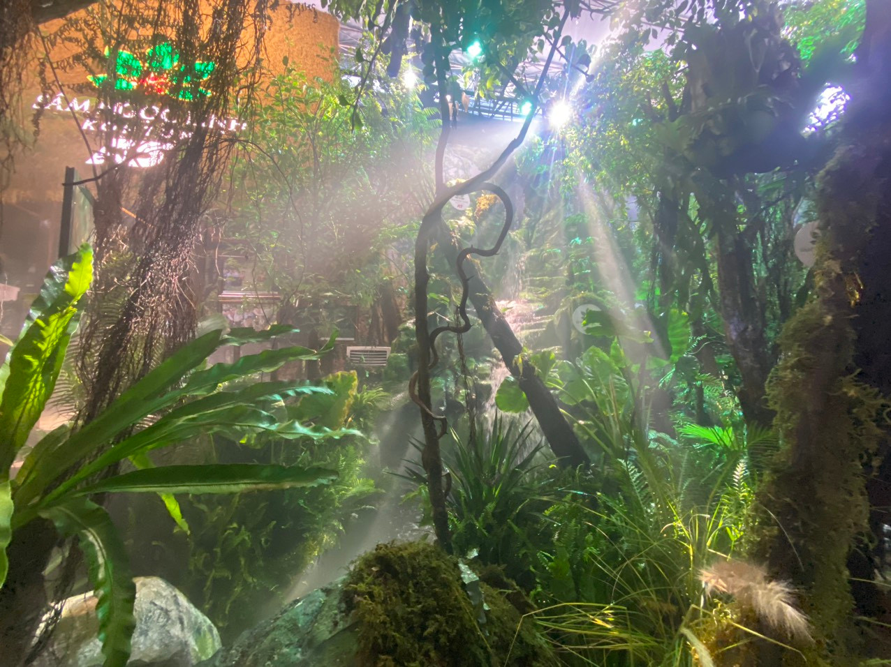 Rừng sâm K5 là nơi cây sâm Ngọc Linh sinh trưởng trong điều kiện tự nhiên tuyệt đối, không hề dùng hóa chất hay bất kỳ phương pháp nhân tạo nào.