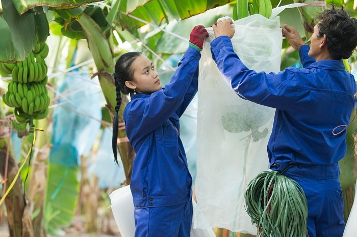 HAGL Agrico nối dài chuỗi thua lỗ lên 14 quý liên tiếp.