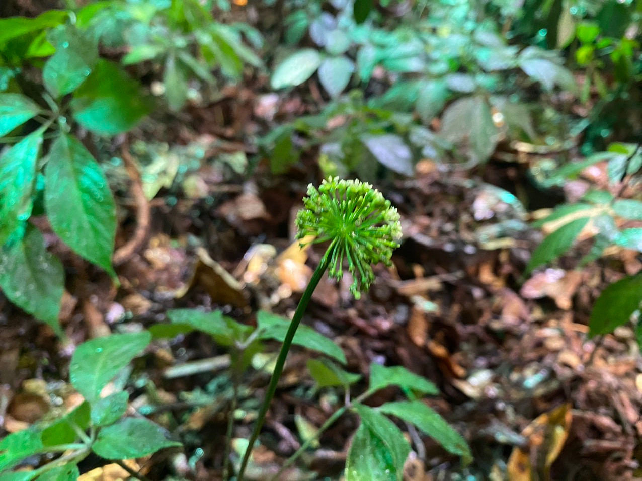 Sâm Ngọc Linh K5 đang ra bông.