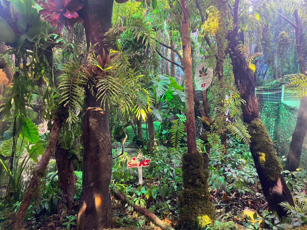 Sâm Ngọc Linh K5 được trồng hoàn toàn tự nhiên dưới tán rừng già, sâm Ngọc Linh K5 có những đặc điểm khác biệt cốt lõi so với các loại khác trên thị trường là sâm chỉ được thu hoạch khi đã đạt tối thiểu 10 năm tuổi.