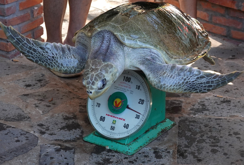 Bốn cá thể rùa biển này là động vật thuộc loại nguy cấp, quý hiếm, ưu tiên bảo vệ.