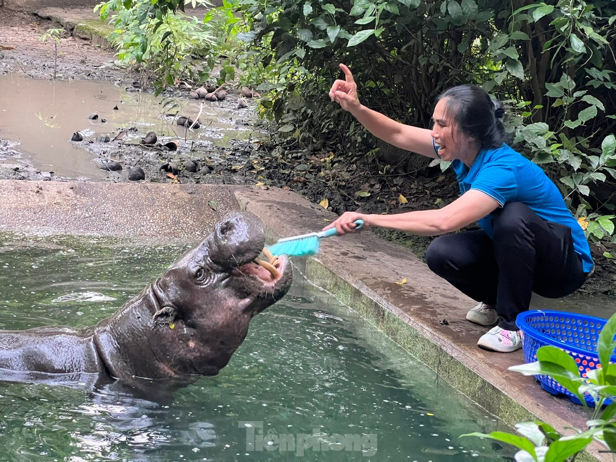 Chị Phan Thị Thanh Lan chăm sóc hà mã ngót nghét 10 năm tại Thảo cầm viên Sài Gòn. Ảnh: Uyên Phương.