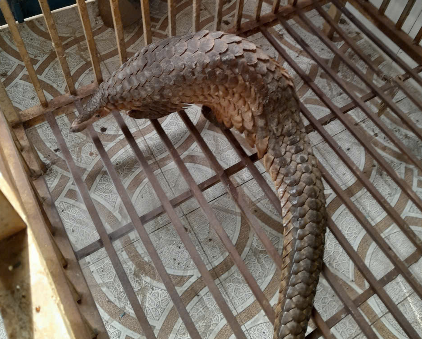 Cá thể tê tê đang được cán bộ Hạt kiểm lâm Phan Thiết chăm sóc.