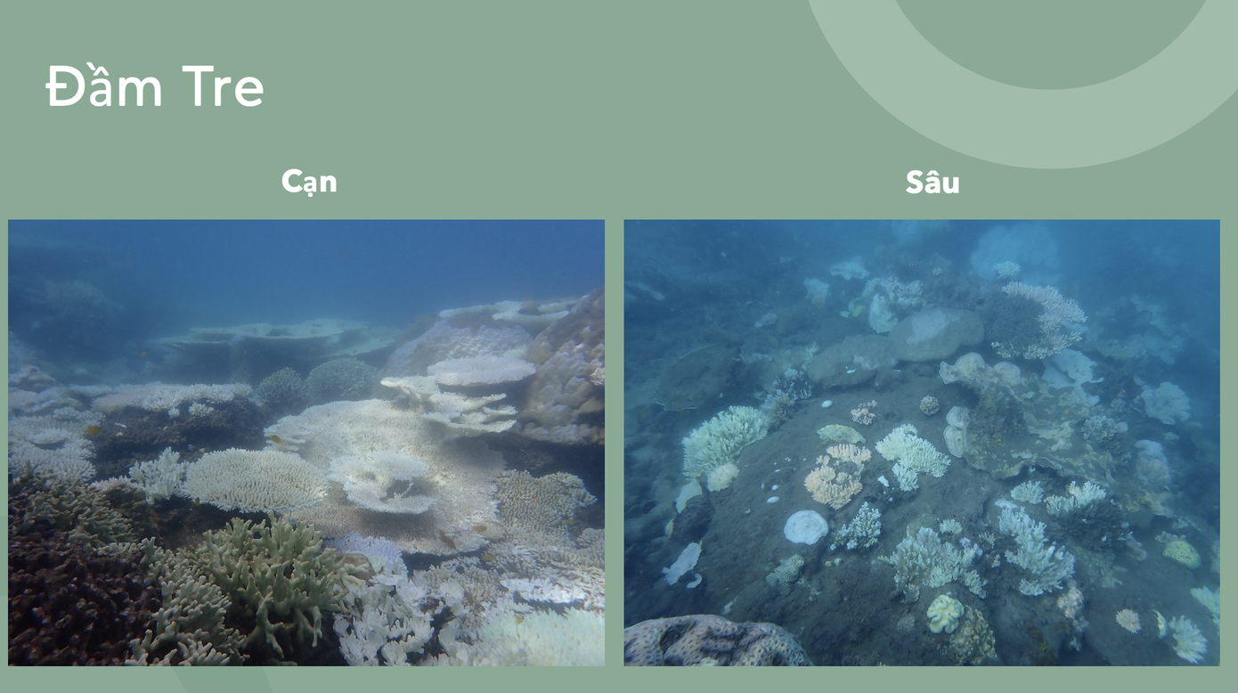 Hiện trạng rạn san hô bị tẩy trắng tại các điểm, rạn được khảo sát ở Côn Đảo. Hiện trạng rạn san hô bị tẩy trắng tại các điểm, rạn được khảo sát ở Côn Đảo.