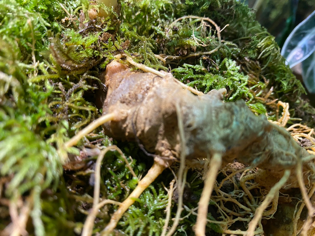 Cận cảnh một củ sâm Ngọc Linh K5