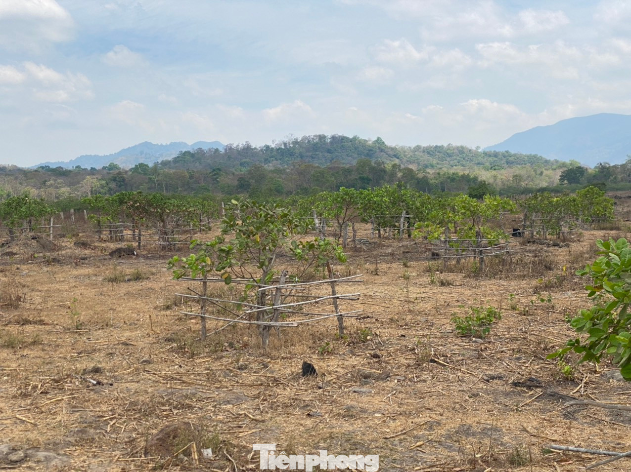 Một vườn điều ở huyện Hàm Thuận Nam, tỉnh Bình Thuận xơ xác vì thiếu nước.