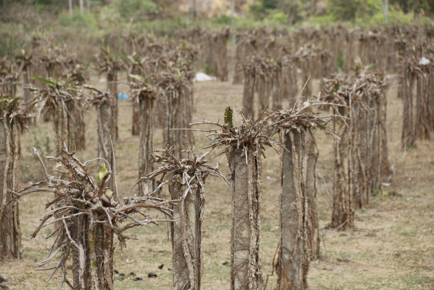 Theo Sở Nông nghiệp và Phát triển Nông thôn tỉnh Bình Thuận, toàn tỉnh hiện có 357.000 ha đất nông nghiệp và có 49 hồ chứa nước, với tổng dung tích chứa 442 triệu m3. Dung lượng của các hồ chứa nước hiện tại cộng với nguồn nước ở sông, suối khác chỉ đủ tưới cho khoảng 57.000 ha.