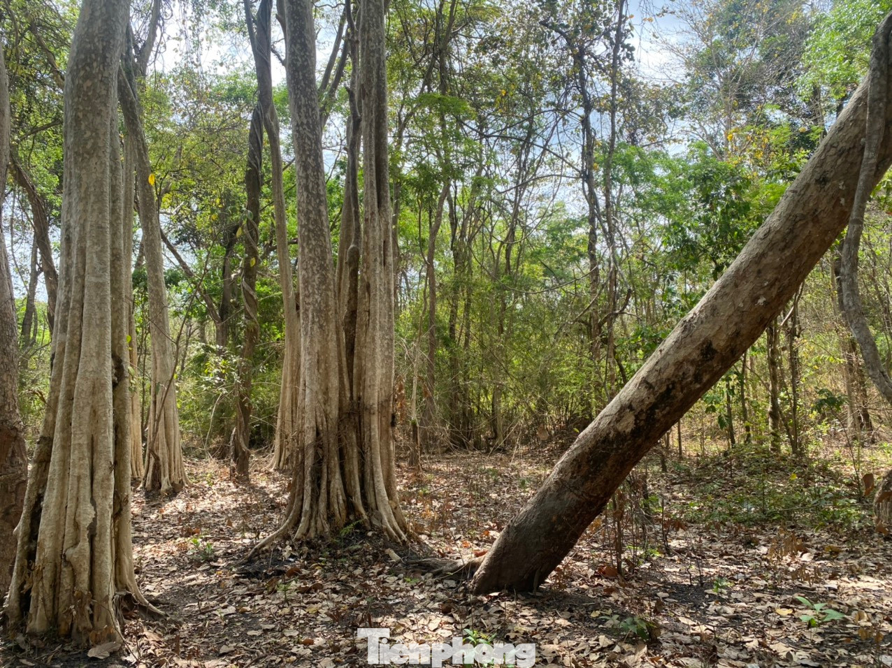 Dự án hồ chứa nước Ka Pét có tổng diện tích sử dụng đất gần 698 ha. Dự án hồ chứa nước Ka Pét có tổng diện tích sử dụng đất gần 698 ha.