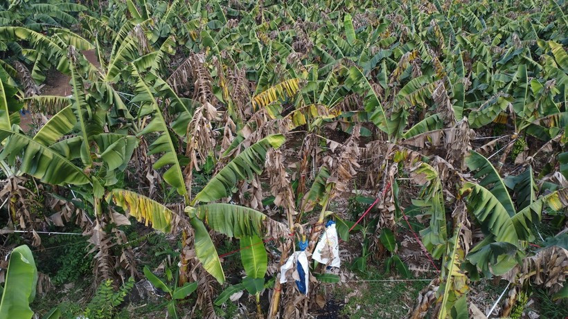 Một vườn chuối ở huyện Trảng Bom, tỉnh Đồng Nai bỗng dưng khô héo. Ảnh: TTXVN. Một vườn chuối ở huyện Trảng Bom, tỉnh Đồng Nai bỗng dưng khô héo. Ảnh: TTXVN.