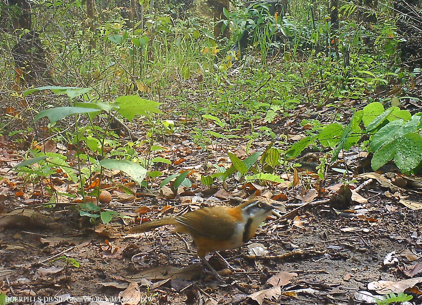 Khướu khoang cổ.