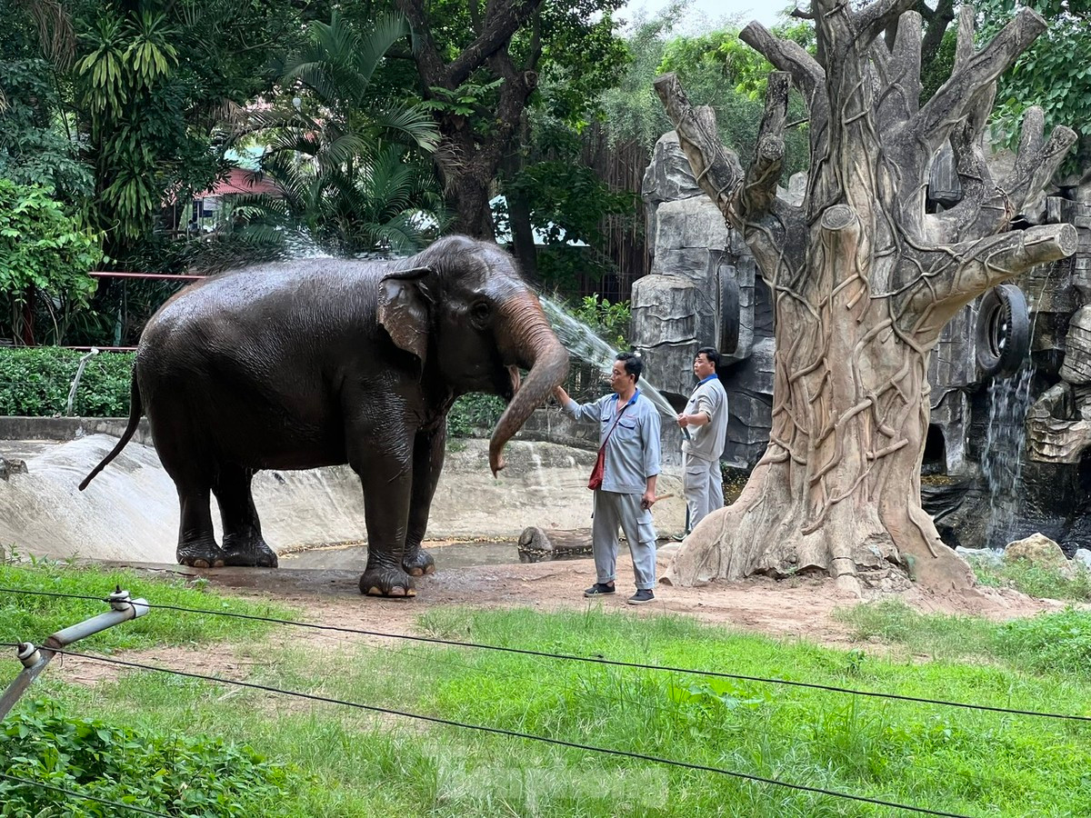 Anh Thái Ngọc Tuấn chăm sóc, nuôi dưỡng, theo dõi sức khỏe của voi tại Thảo cầm viên Sài Gòn. Ảnh: Uyên Phương.