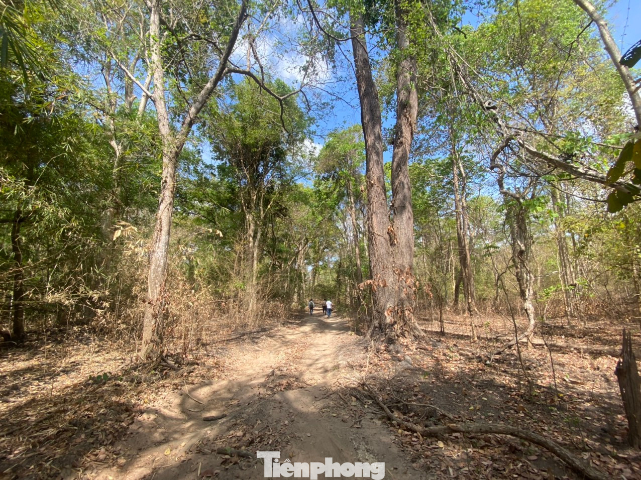 Con đường dẫn vào dự án hồ chứa nước Ka Pét cũng khô khốc. Con đường dẫn vào dự án hồ chứa nước Ka Pét cũng khô khốc.