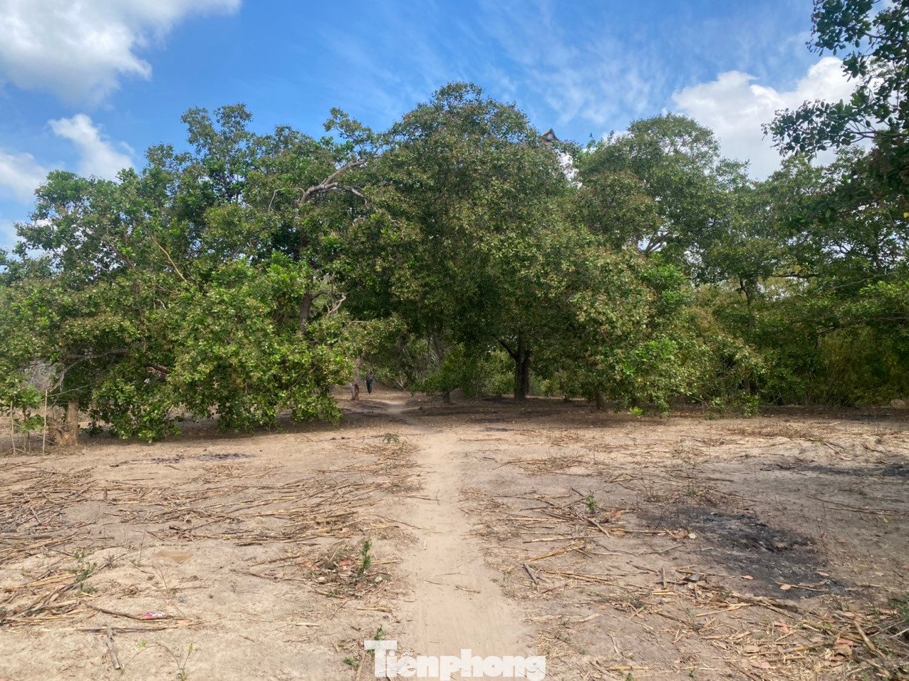 Lòng hồ khu vực dự án hồ chứa nước Ka Pét chỉ có một số cây điều của bà con. Lòng hồ khu vực dự án hồ chứa nước Ka Pét chỉ có một số cây điều của bà con.