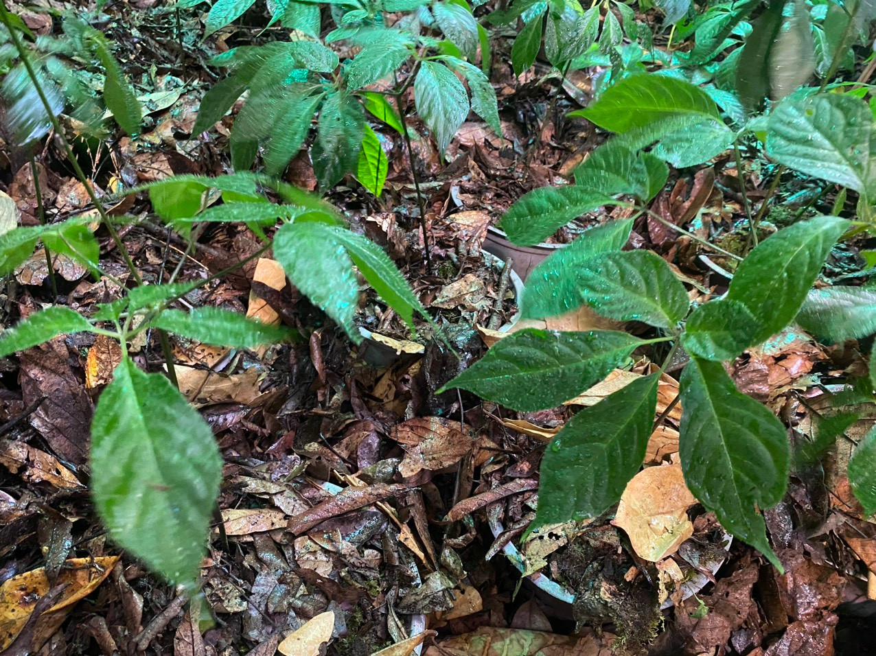 Để duy trì rừng sâm K5 phải trang bị nhiều máy lạnh, máy tạo hơi ẩm để duy trì nhiệt độ quanh ngưỡng 20 độ C.