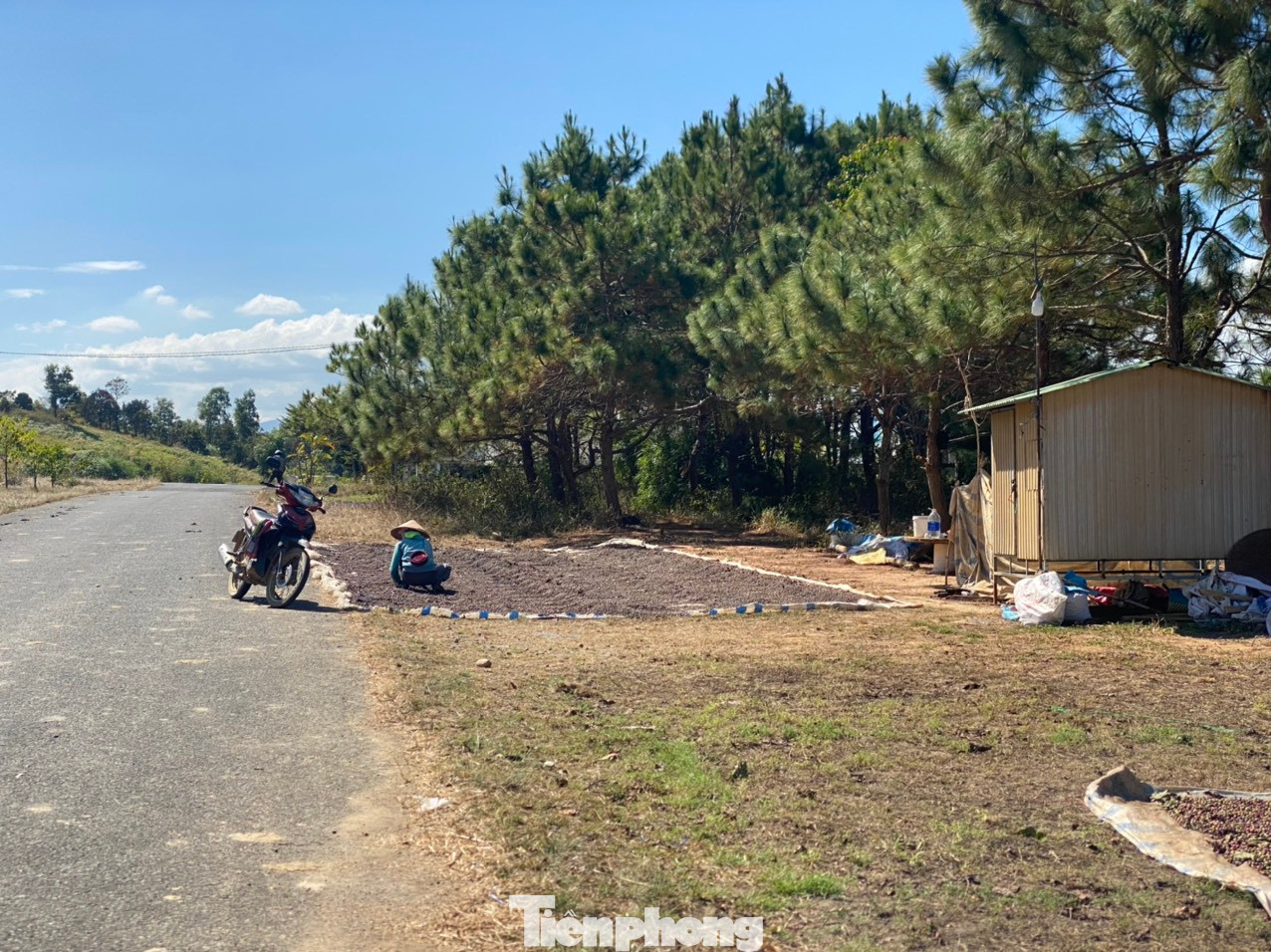 Vừa qua chốt bảo vệ dự án Khu đô thị thương mại du lịch nghỉ dưỡng sinh thái Đại Ninh, người dân tận dụng làm nơi phơi cà phê.