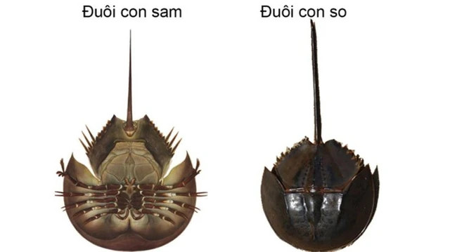 Con sam biển và so biển có ngoại hình tương đối giống nhau. Con sam biển và so biển có ngoại hình tương đối giống nhau.