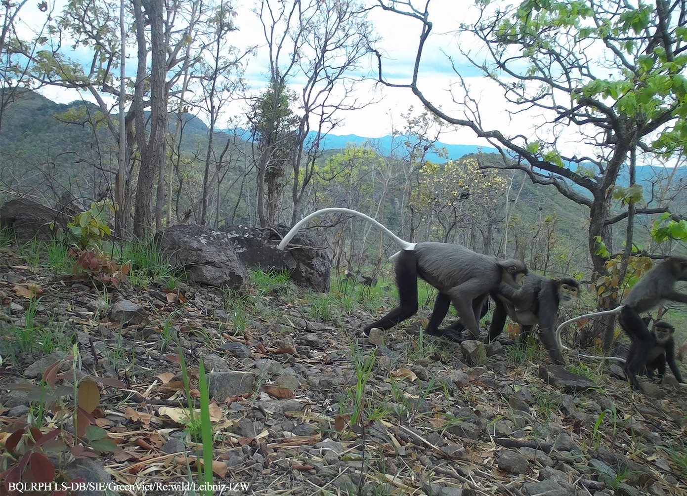 Chà vá chân đen.