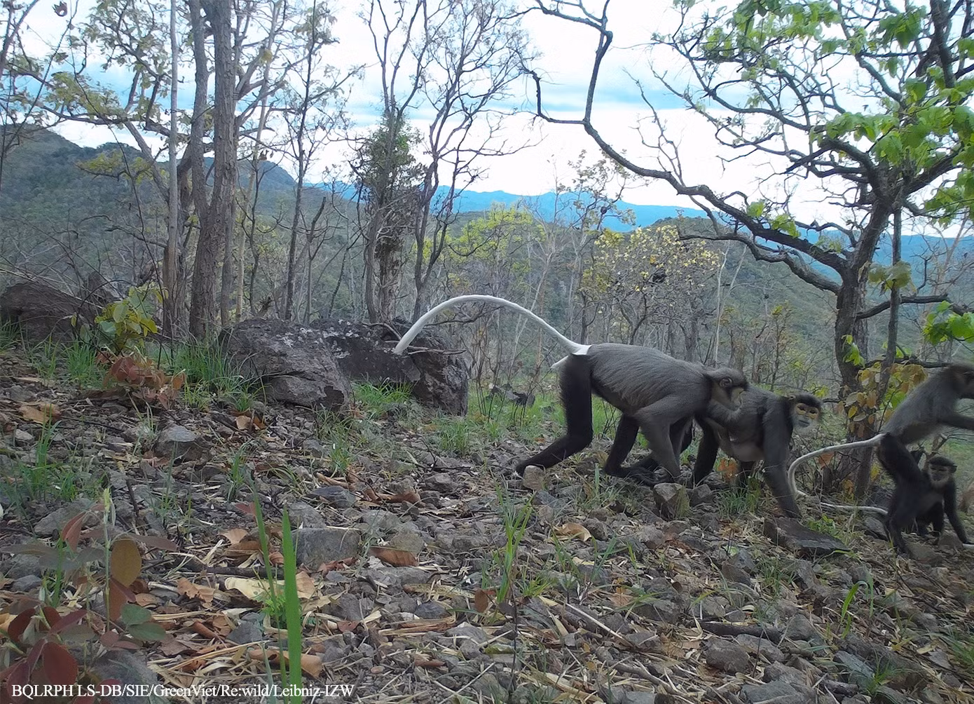 Chà vá chân đen.
