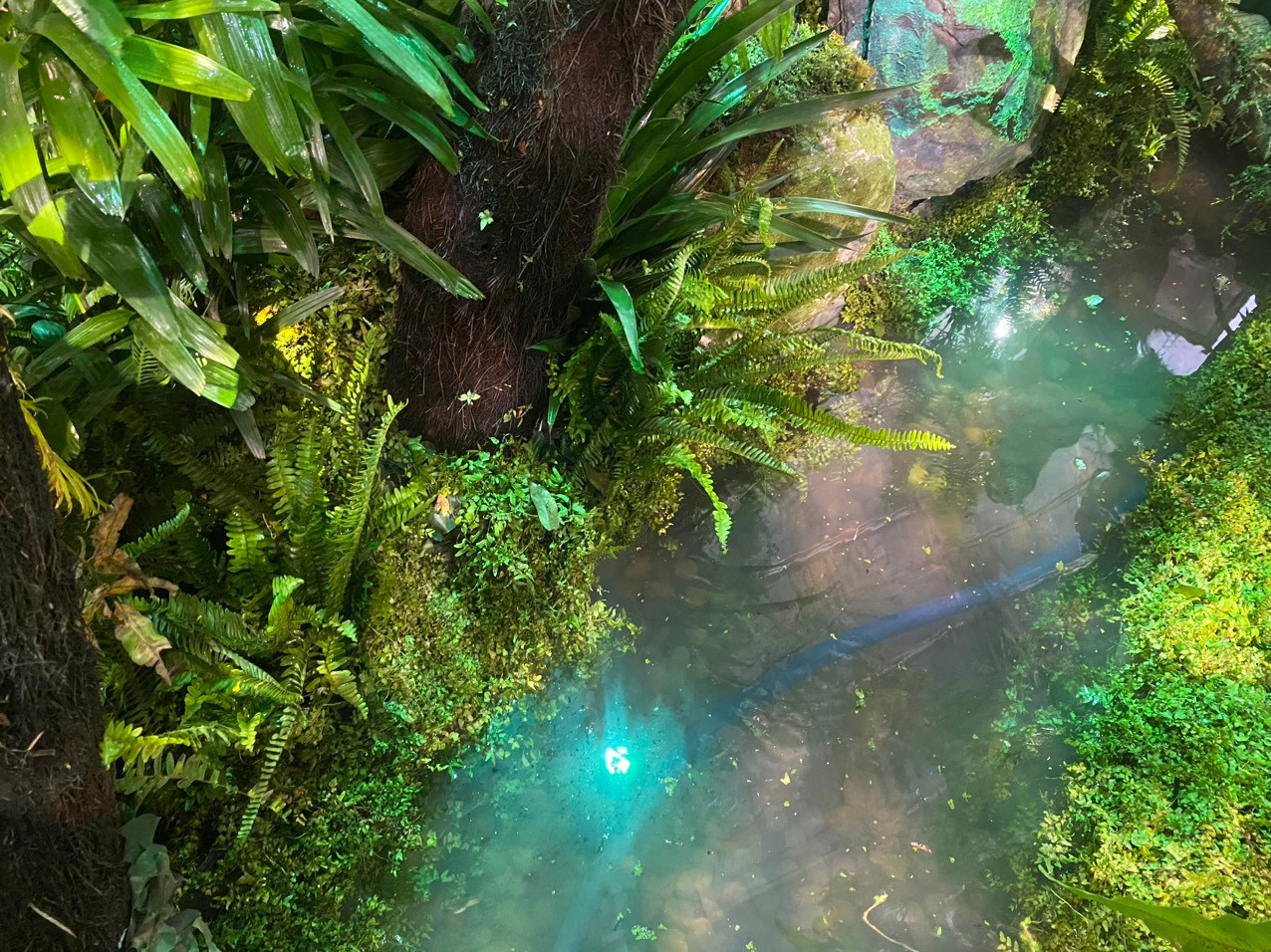 Khách tham quan được tận mắt chứng kiến và tìm hiểu về loại sâm quý báu sinh trưởng giữa lòng rừng già, thuần khiết và tràn đầy sinh lực.