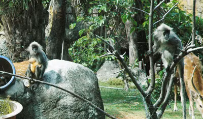 Gia đình nhà Vọoc. Ảnh: T.N.A 