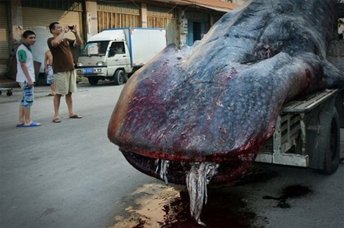 Phát hiện “quái vật biển” kỳ dị dài gần 5m ảnh 2