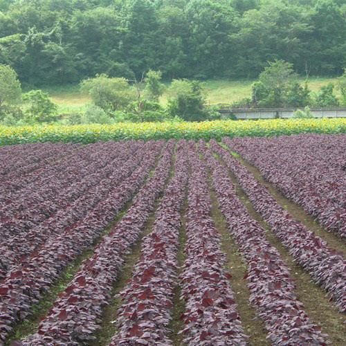 Không phải bột tía tô nào cũng có công dụng như nhau ảnh 1