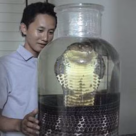  Một con mãng xà rừng U Minh nặng hơn 20 kg đã bị ngâm rượu