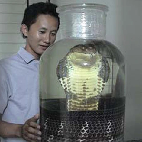  Một con mãng xà rừng U Minh nặng hơn 20 kg đã bị ngâm rượu