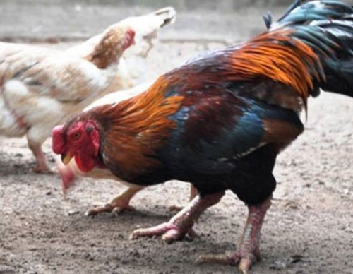 Giống gà Móng quý hiếm chỉ duy nhất xã Tiên Phong nuôi được . Giống gà Móng quý hiếm chỉ duy nhất xã Tiên Phong nuôi được