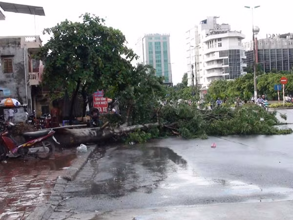 Cây bật gốc trên đầu phố Kim Liên Mới