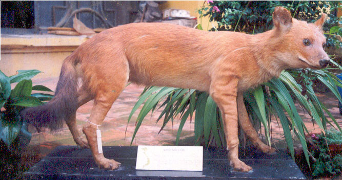 Loài chó sói đỏ bị cho là gần như tuyệt chủng ở Việt Nam - Ảnh: bảo tàng Sinh vật