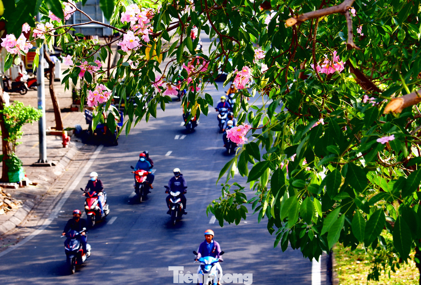 &quot;Mấy ngày qua, xem hình ảnh trên mạng xã hội tôi thấy hoa kèn hồng đang bung nở rất đẹp. Tôi tranh thủ mang máy ảnh đi chụp lại những khoảnh khắc đẹp nhất để chia sẻ với bạn bè. Cánh hoa có màu hồng nhạt, xen kẽ với tán lá xanh um tạo cảm giác rất đẹp mắt, vẻ đẹp rất nhẹ nhàng và tinh tế&quot;- anh Tạ Trung Lưu (ngụ quận 8, TPHCM) chia sẻ.